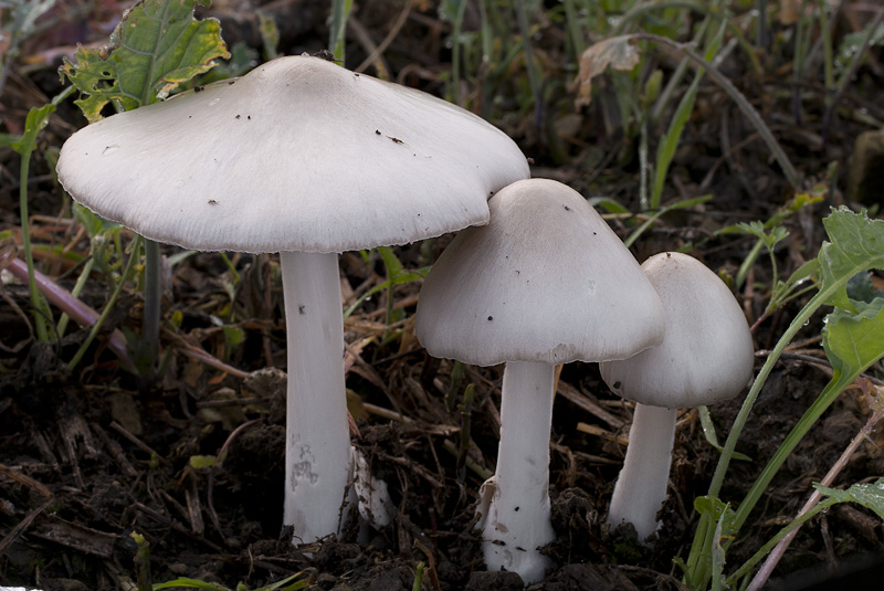 Volvariella gloiocephala